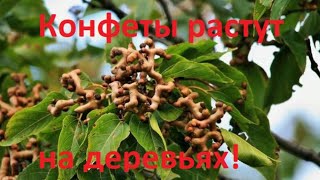 Будем выращивать конфеты!