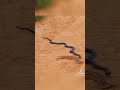 Black King cobra 🐍 vs Russell viper very dengerous fight