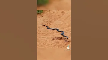 Black King Cobra Vs Russell Viper Very Dengerous Fight 