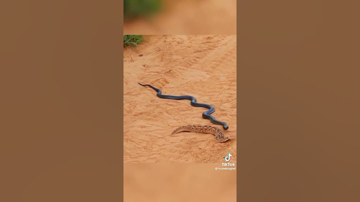 Black King cobra 🐍 vs Russell viper very dengerous fight