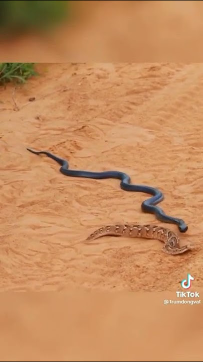 Black King cobra 🐍 vs Russell viper very dengerous fight