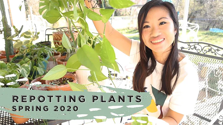 Repotting Plants, Spring 2020 | Sarah Barrett