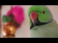 Emotional talking Parrot || dedicated to my Subscriber &quot;PINKY&quot; she is suffering from Down syndrome.