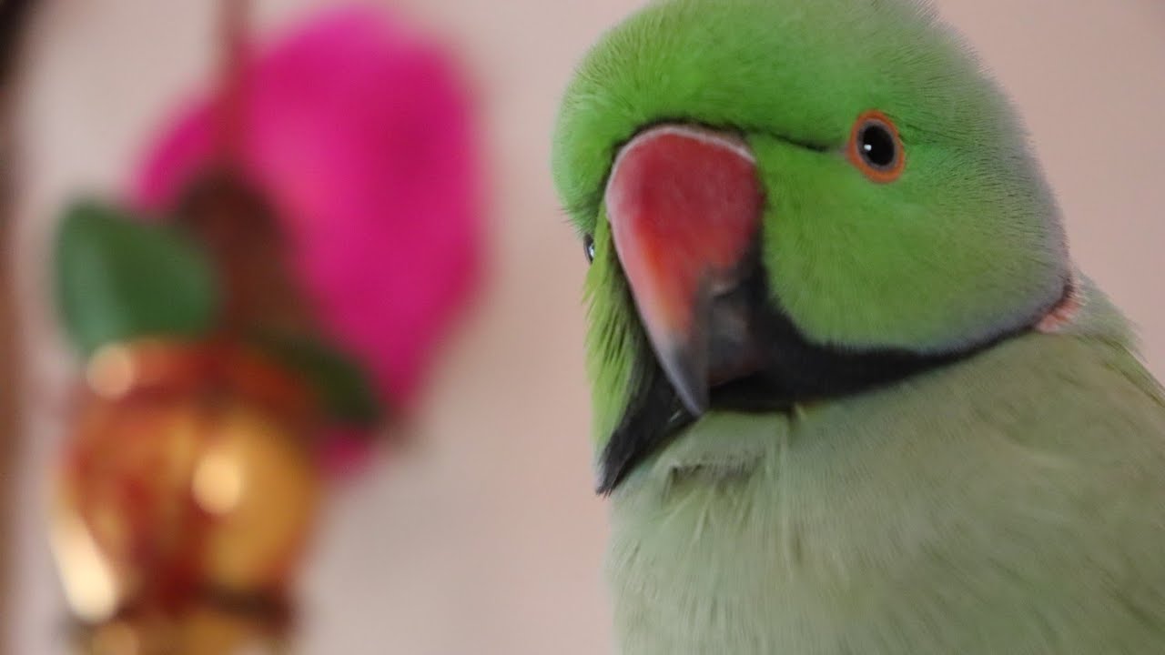 Emotional talking Parrot dedicated to my Subscriber "PINKY" she is suffering from Down