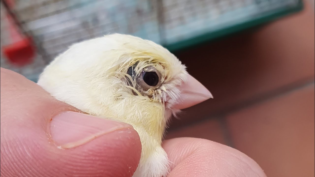 Como tratar la tricomoniasis en canarios 🚑 y las patas inflamadas o ulceras de apoyo.🐤 ¿se curara?🤞