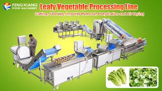Fengxiang Automatic Vegetable Salad Processing Line Lettuce Processing#Salad#vegetablecutting