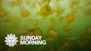 Nature: Sea nettles in Monterey Bay