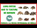 EVITA ENFERMEDADES EN TUS TORTUGAS DE TIERRA