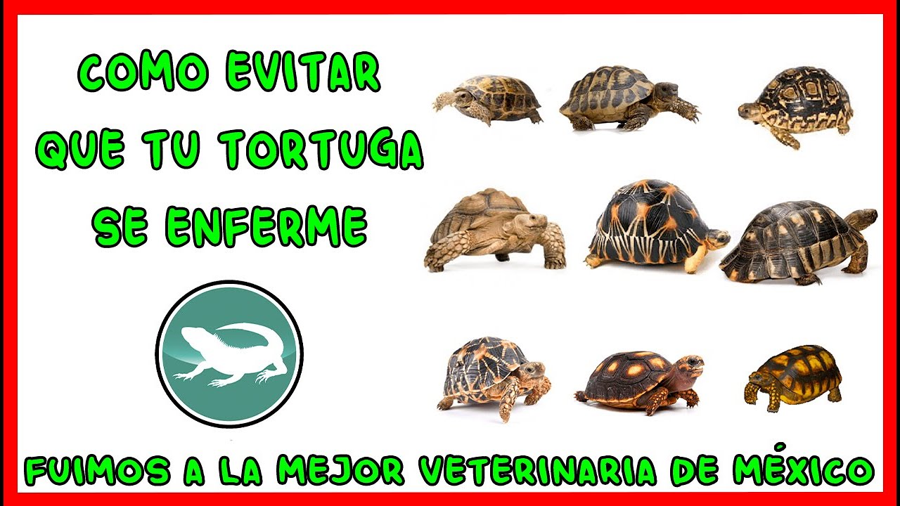 EVITA ENFERMEDADES EN TUS TORTUGAS DE TIERRA - YouTube
