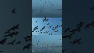 Travelers Life I Mountains I Birds Flying I Beautiful Birds I Birds In The Sky