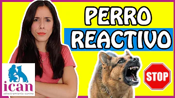 ¿Se puede curar a un perro reactivo?