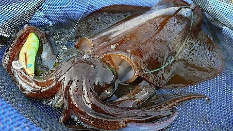 Shallow Water Fishing for Whiting & Squid - Port V...