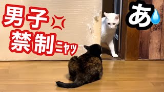 虐めで引きこもる猫の縄張りを守る メス猫のボス