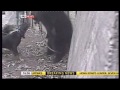 Dogs attacking a captive bear