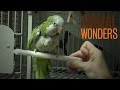 The Truth About Chopsticks the Quaker Parrot