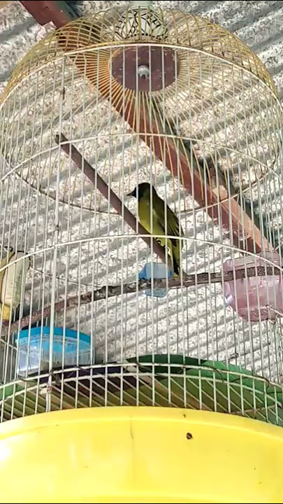 Suara Kutilang Sutra Nembak Mirip Cililin