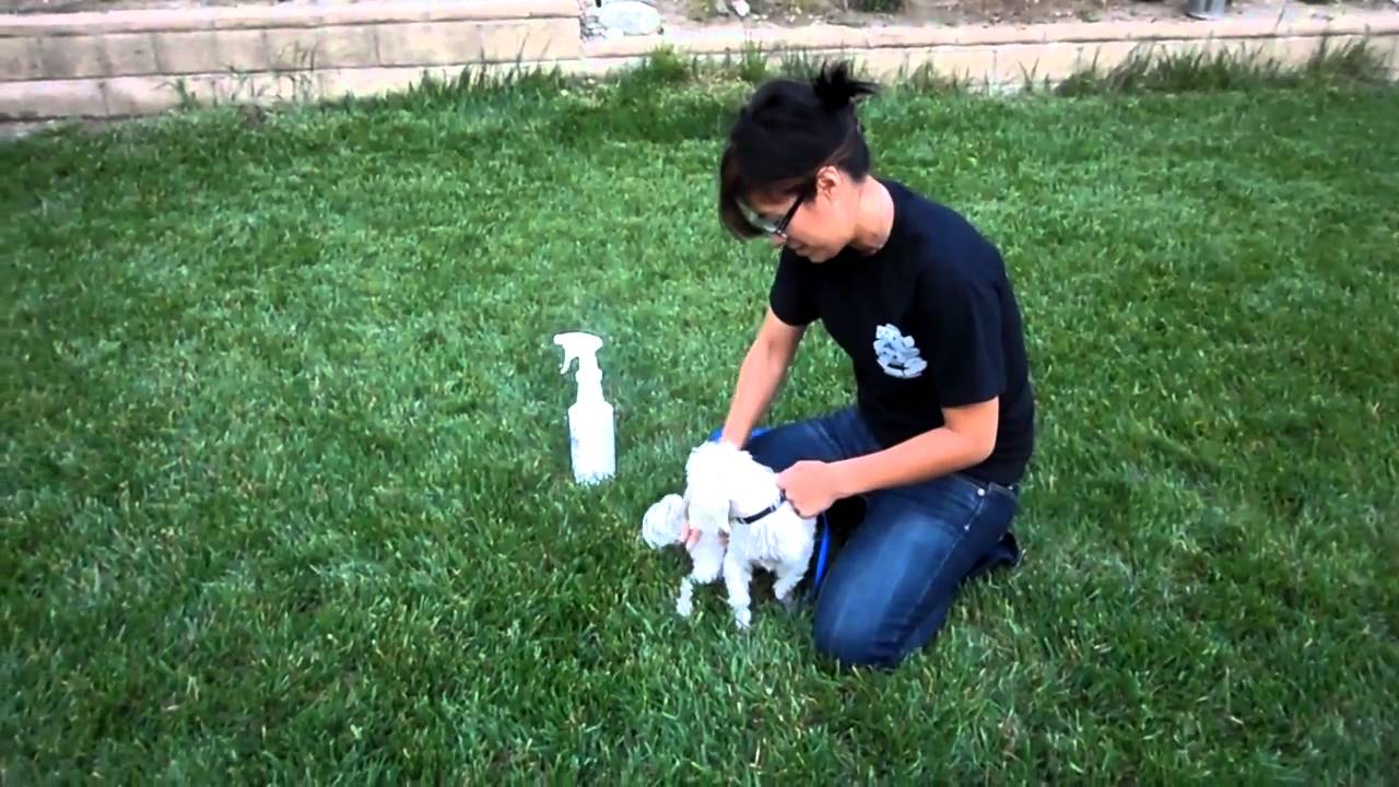 My Dog Stinks YouTube