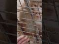 monkey funny