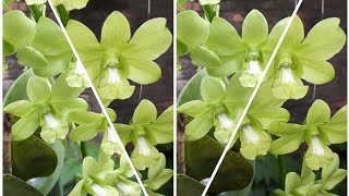 ORQUÍDEA DENPHAL E MUITAS FLORES VERDES....Espetáculo de floração 💖💖💖💖  - thptnganamst.edu.vn