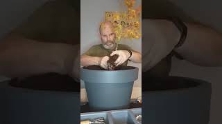 Create a bonsai from nursery stock , Katsura Maple
