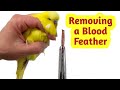 How to Remove a Broken Blood Feather