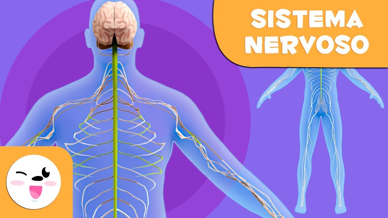 Atividades Sobre Sistema Nervoso - Ensino Fundamental  Sistema nervoso,  Atividades de ciência, Atividades sobre