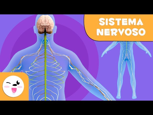 Atividades sobre Sistema Nervoso - Ensino Fundamental. - Aprender e Brincar