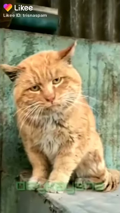 Kucing lagi mau pacaran