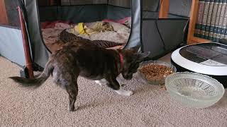 Puppy Dog Betty Girl Does A Wheel Stand Eating Her Breakfast.