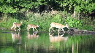 Deer in pond 20200729 4