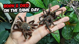 TARANTULA BROTHERS  Died on the same day  Updates