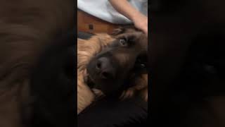 Abstaining from College Entrance Exam: My German Shepherd's Perspective