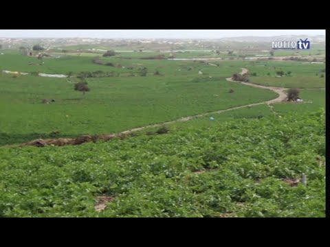 Vidéo: Pommes De Terre à La Campagne