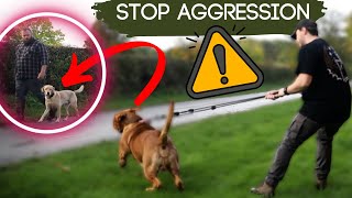 Dog Tries To Attack! Stop Reactivity Quickly