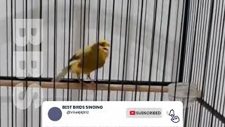 Brazilian Cannary ngerol kencang sampai gacor buat pancingan, super ngerol super ngebut by NATURE WILDLIFE 175 views 1 year ago 10 minutes, 57 seconds