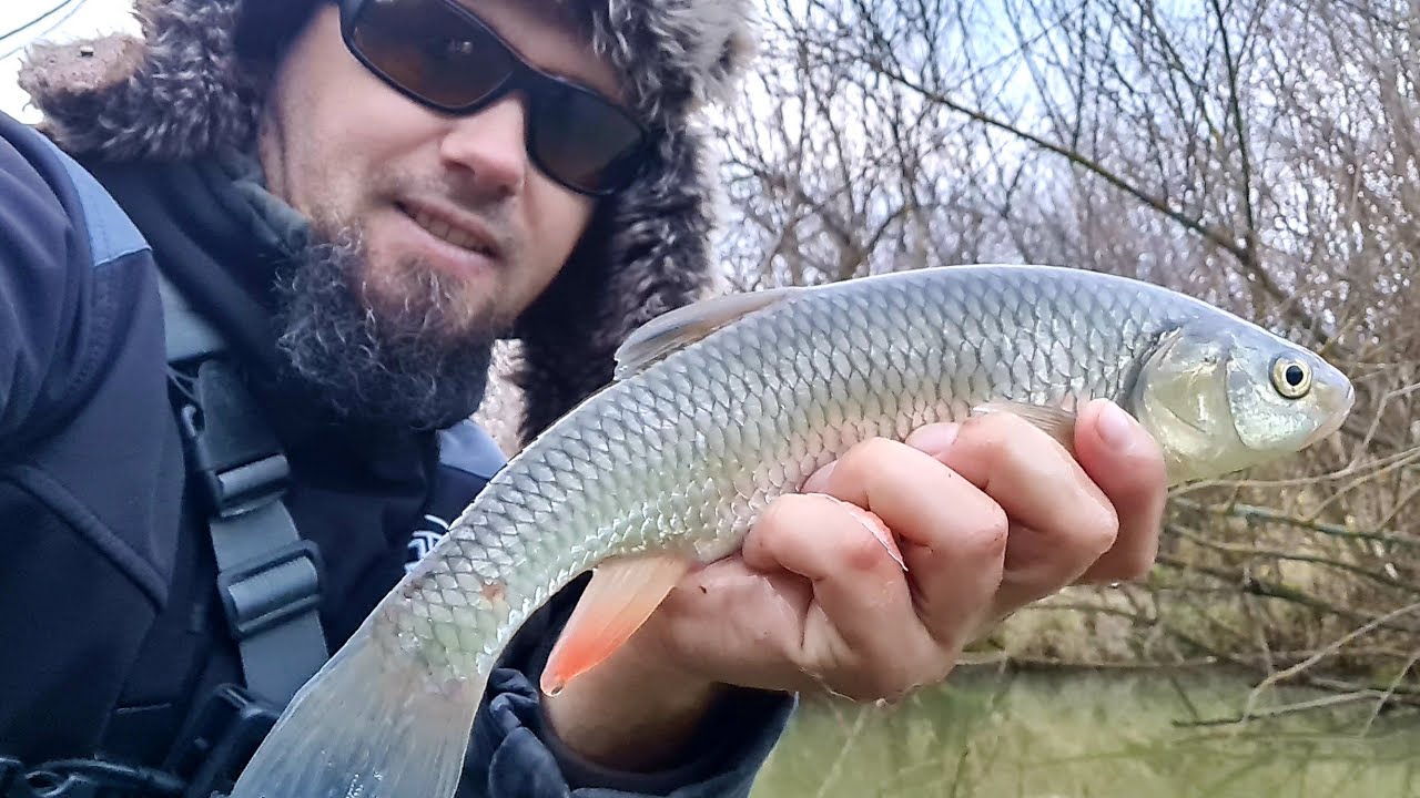 A VENIT și TIMPUL LOR!🎣 Primii CLENI prinși pe GUME din această iarnă ❄️ Spinning în sezonul rece ❄️