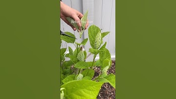 Hydrangea Propagation step one! #gardeninglovers #flower #springplants