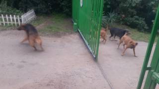 Brave dogs fighting at gate