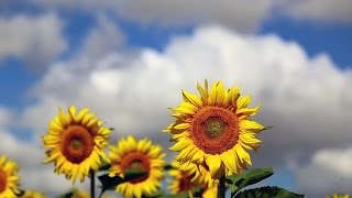 Sustainability at Staples