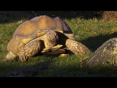 Video: Hvad skal man fodre med afrikansk fedthalegekko?