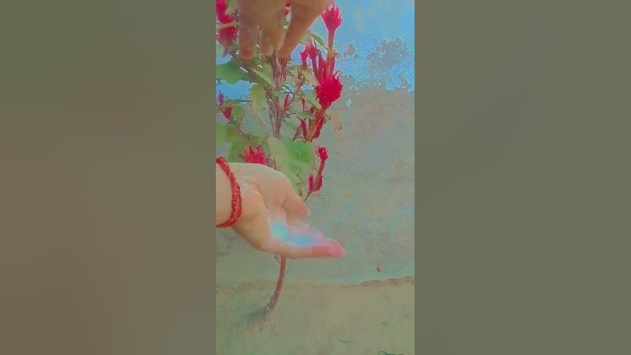 happy holi youtube