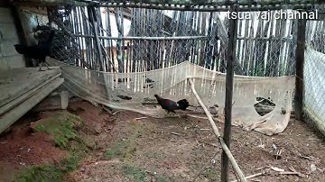 qaib qus 100% (08-10-2020)