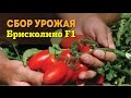 Сбор урожая "Брисколино F1"