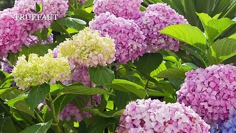 Comment planter des hortensias ?