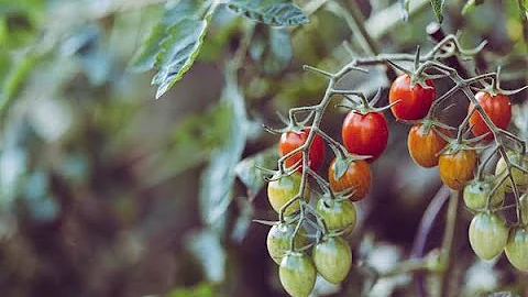 Kolik vody denně potřebuje rostlina rajčete s kapkovou závlahou?