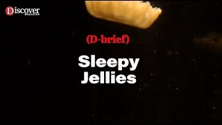 Jellyfish Sleep, Too