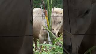 Cows in the backyard