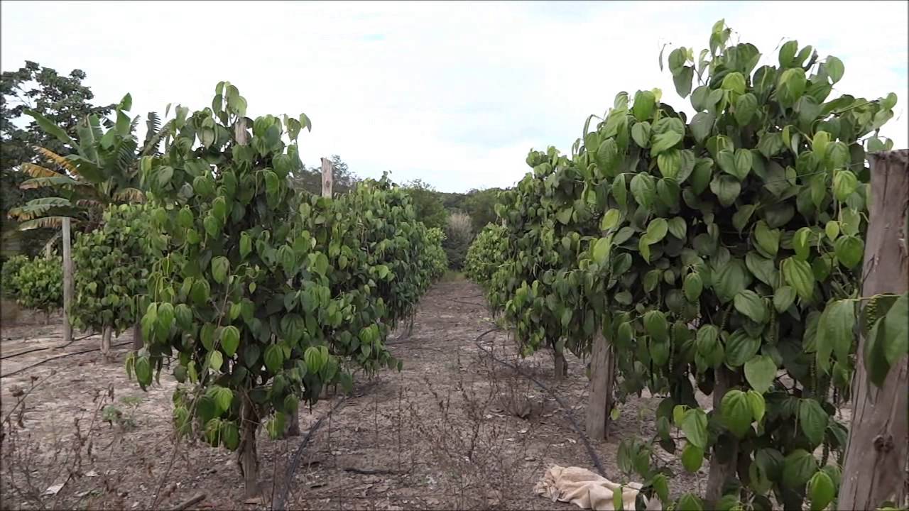 Resultado de imagem para PLANTAÇÃO DE PIMENTA DO REINO