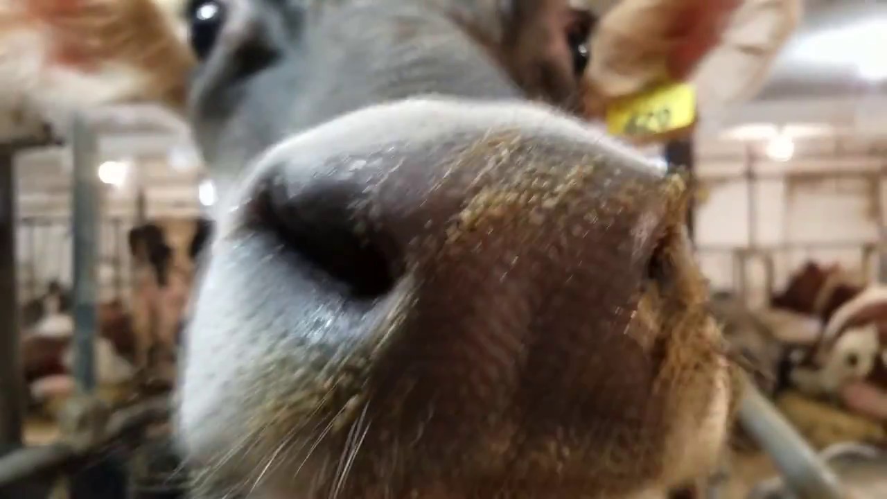 Wallace Dairy Farm - Breakfast on the Farm