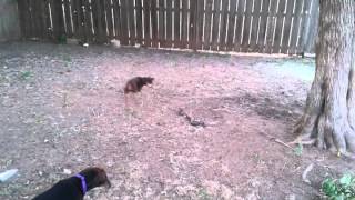 Tootsie Vs The Snake 2012 07 30
